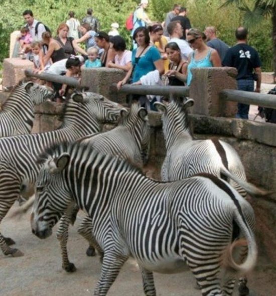 Zoo de la Palmyre