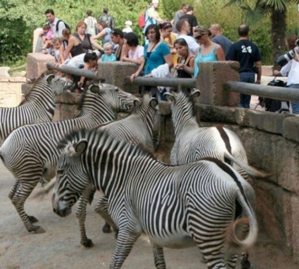 Zoo de La Palmyre